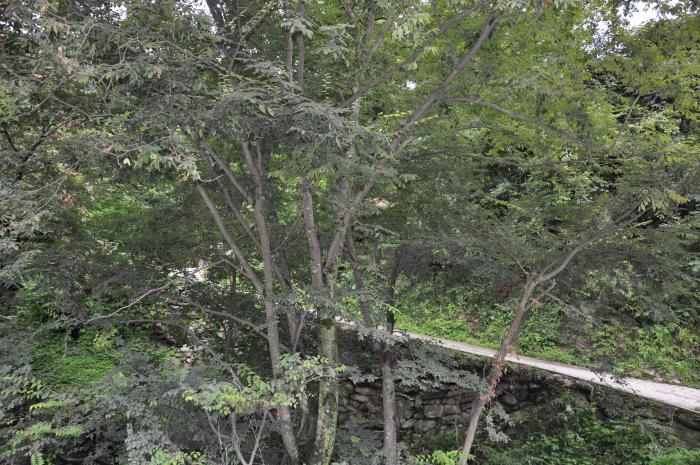 Zelkova schneideriana