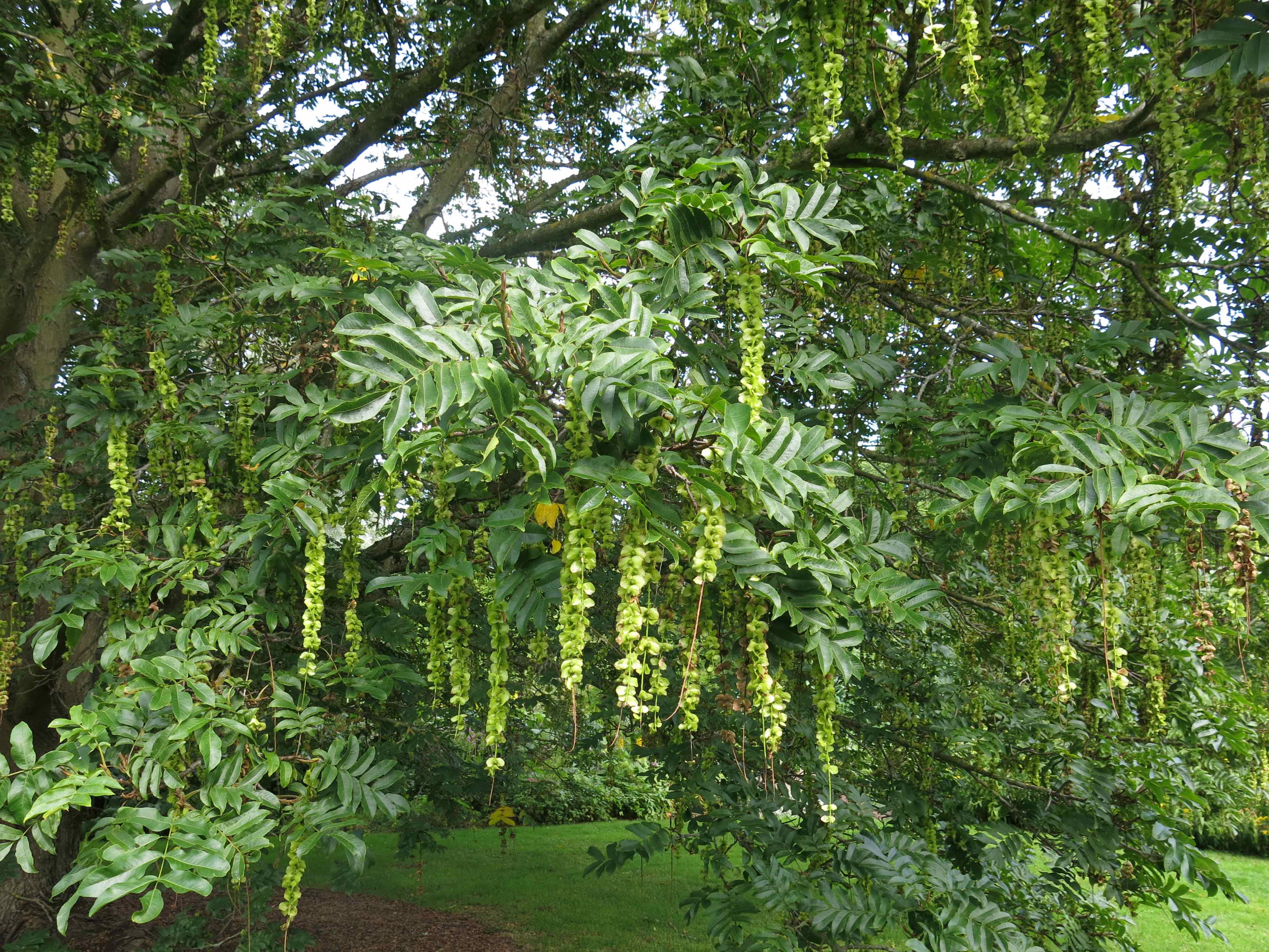 Fruits of Pterocarya rhoifolia, Royal Botanic Garden Edinburgh