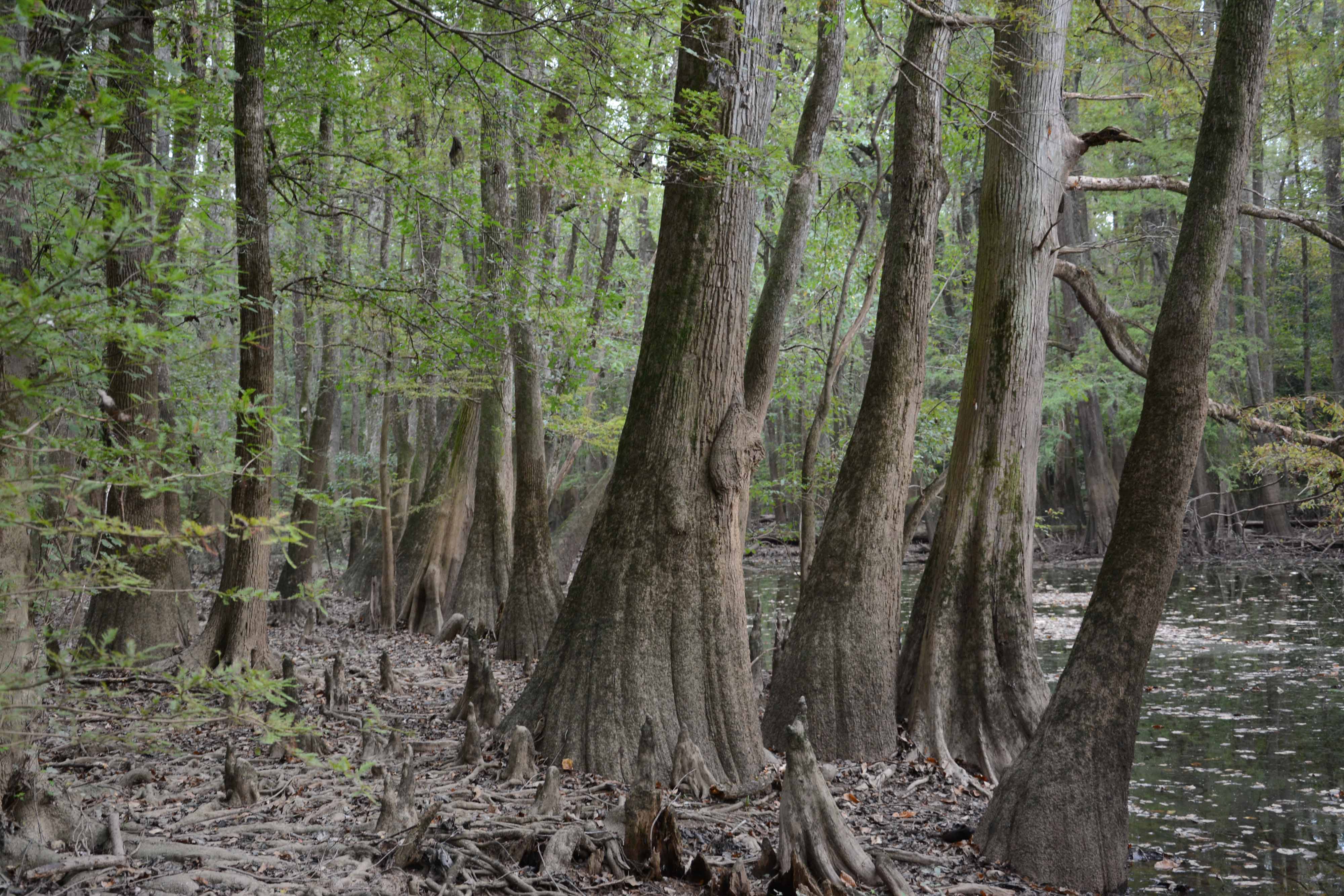 Taxodium distichum and Nyssa aquatica, the two dominant species of bottomland hardwood forests. Congaree National Park, South Carolina