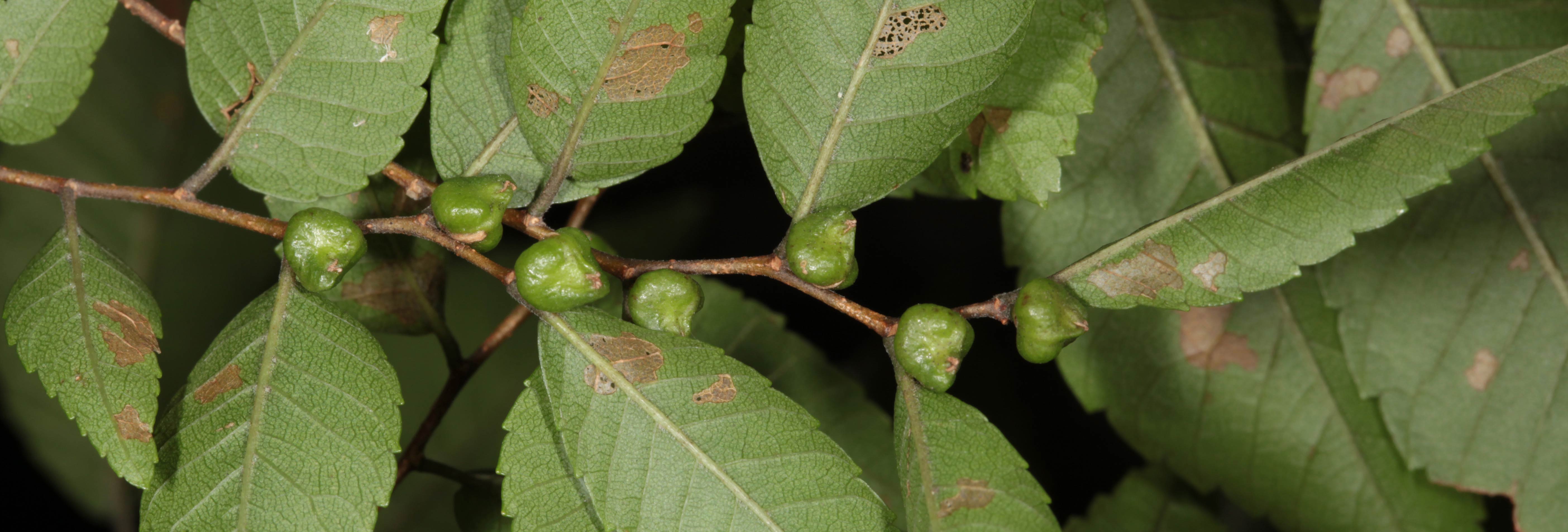 Zelkova serrata in Taiwan