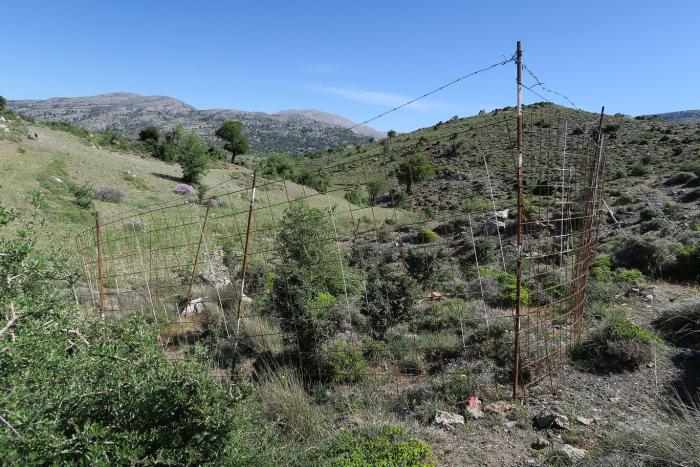 One of the recently fenced plots in eastern Crete.