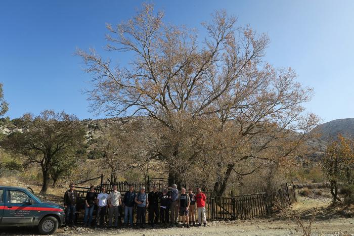 Part of the Zelkova abelicea conservation team in front of a big Zelkova abelicea tree in eastern Crete.