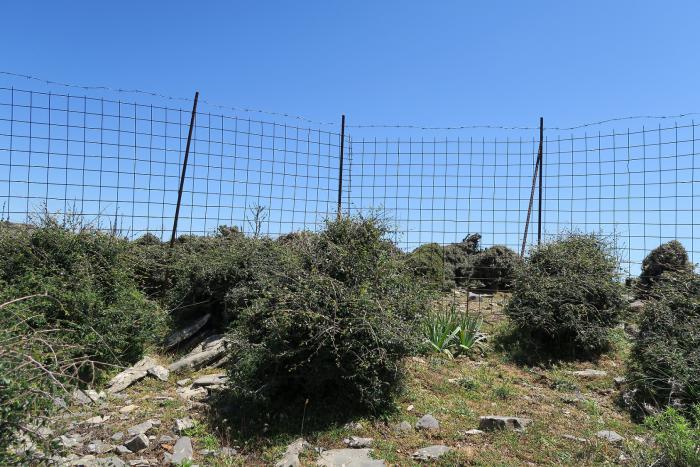 Dense growth for previously browsed Zelkova abelicea in a plot in western Crete. Dense growth for previously browsed Zelkova abelicea in a plot in western Crete.