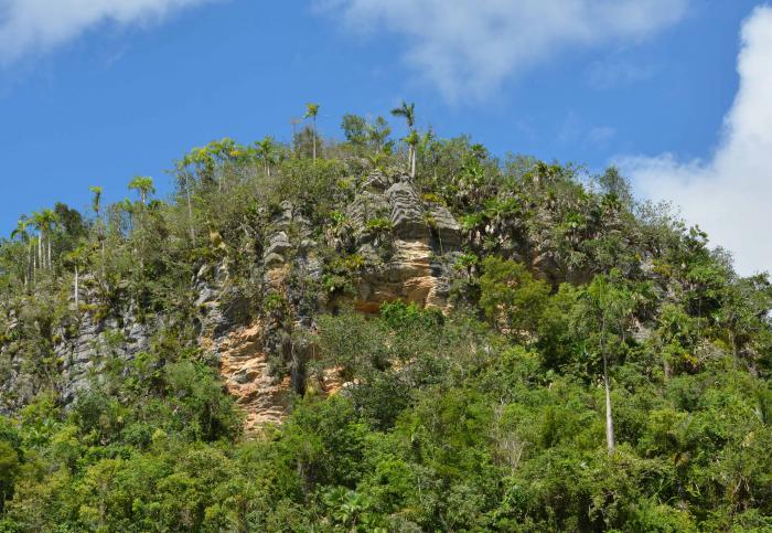 The typical vegetation of the Mogotes include the Cuban royal palm (Roystonea regia) and the Kapok (Ceiba pentandra), a relative of the baobab. Pinar del Rio, Cuba.