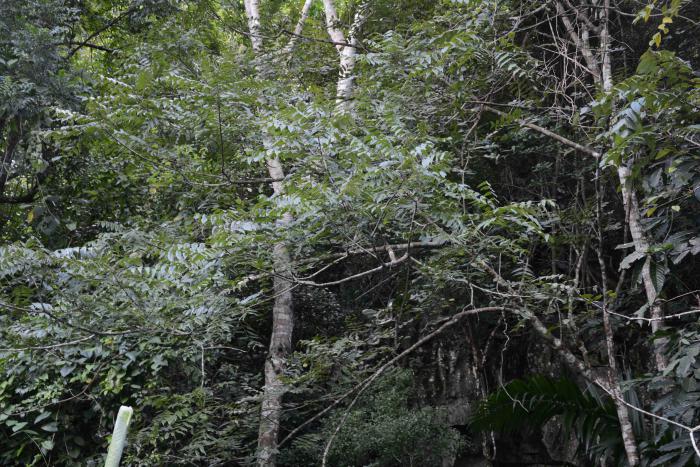 Juglans jamaicensis subsp. insularis. Viñales National Park, Pinar del Rio, Cuba.