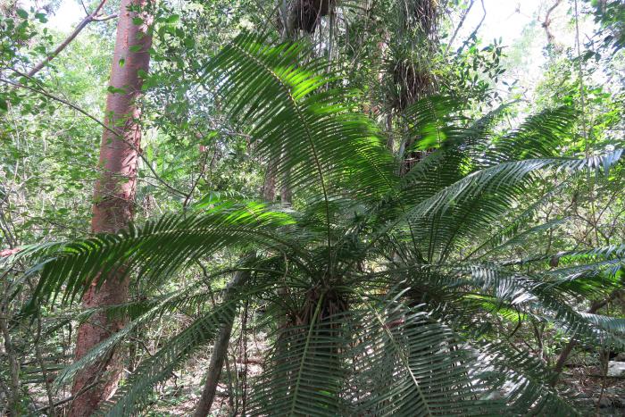 Microcycas calocoma (CR) belongs to a monospecific genus of cycads. Only 600 individuals exist exclusively in the Province of Pinar del Rio. Viñales National Park, Pinar del Rio, Cuba.