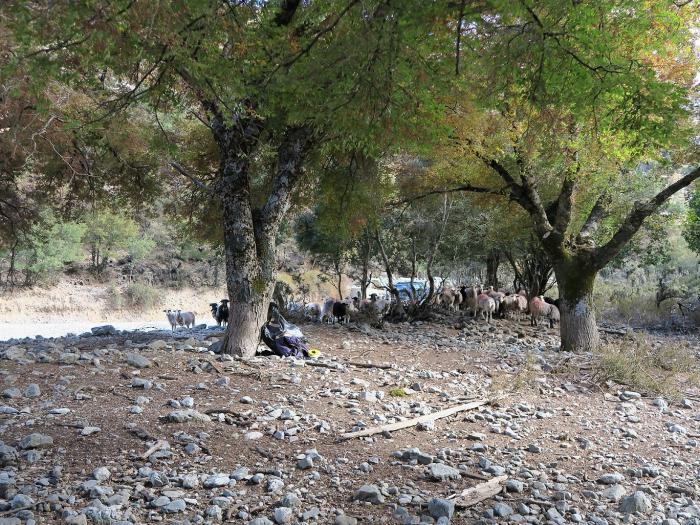 Sheep under a Zelkova abelicea canopy, gazing at researchers L. Fazan, S. Pasta and G. Garfì. 