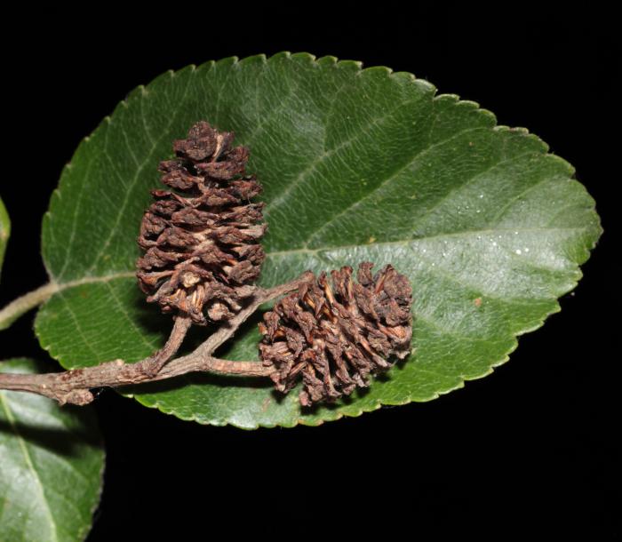 Alnus subcordata, Talysh, Azerbaijan