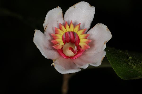 Blakea anomala (Melastomataceae), Tapanti NP
