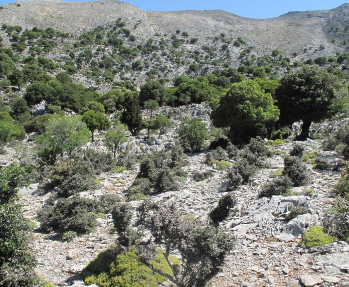 Heavily browsed population of Zelkova abelicea in the Psiloritis Mountains