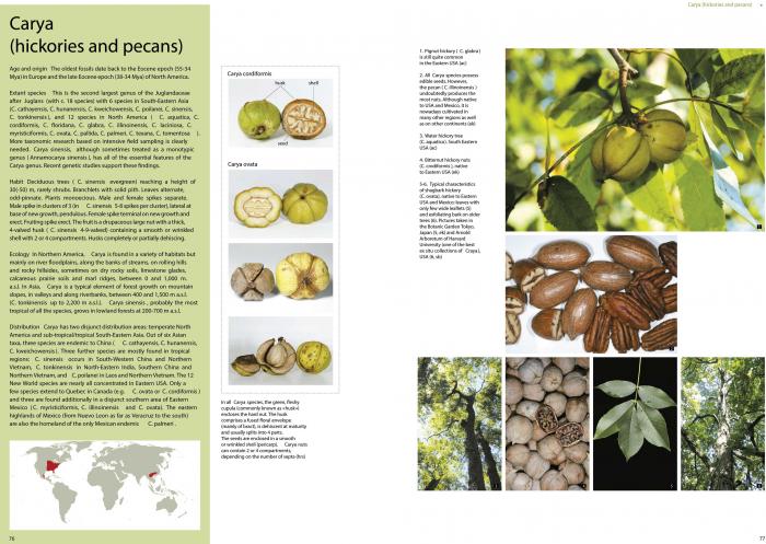 Pages showing the genus Carya
