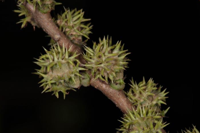 Castanopsis delavayi, Yunnan, China