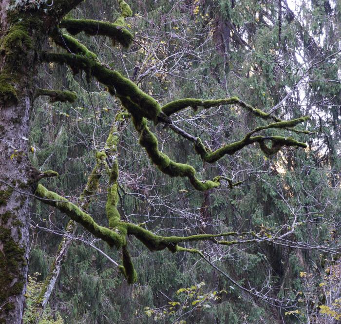 Epiphytic Bryophytes