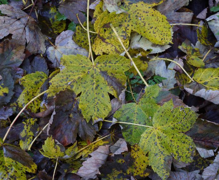 Autumnal colors