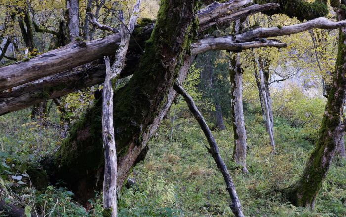 Old Acer pseudoplatanus