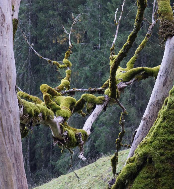 Epiphytic Bryophytes