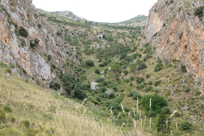 General view of one of the sites of Ptilostemon greuteri