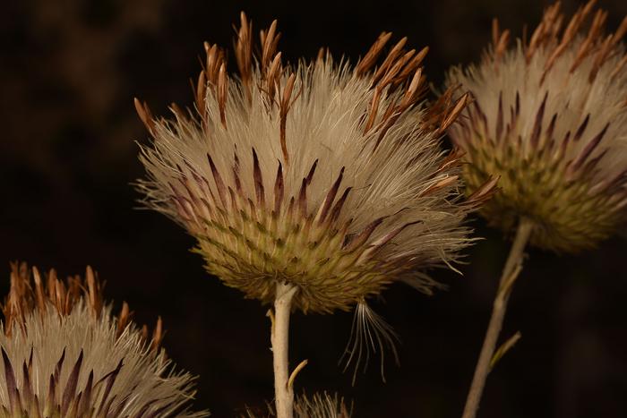 Fruiting heads of Ptilostemon greuteri