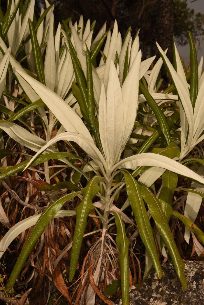 Large rosettes of leaves of Ptilostemon greuteri