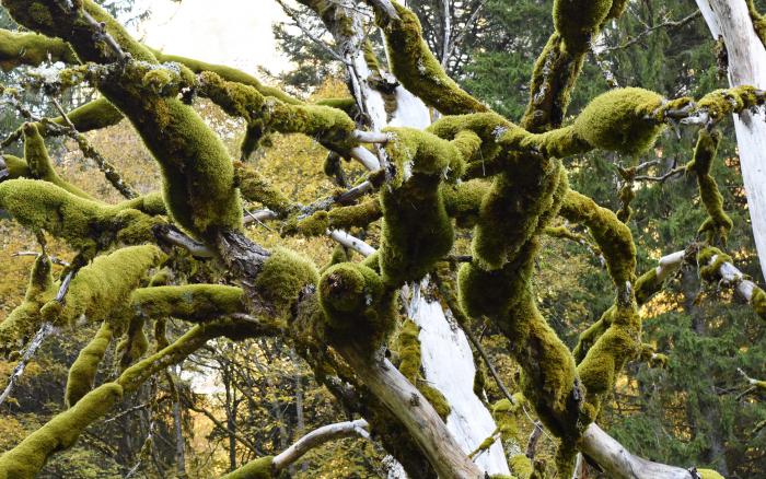 Epiphytic Bryophytes