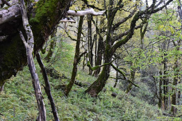 Old Acer pseudoplatanus trees