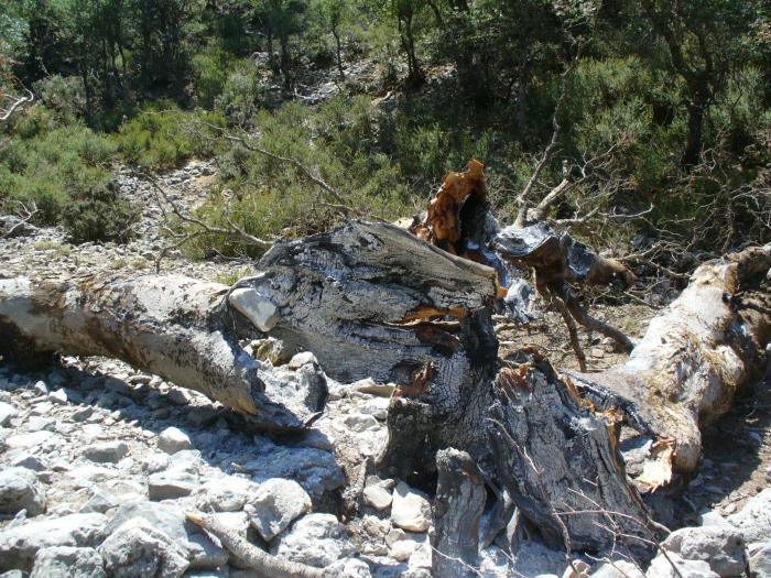 Large tree of Zelkova abelicea damaged by fire. Levka Ori