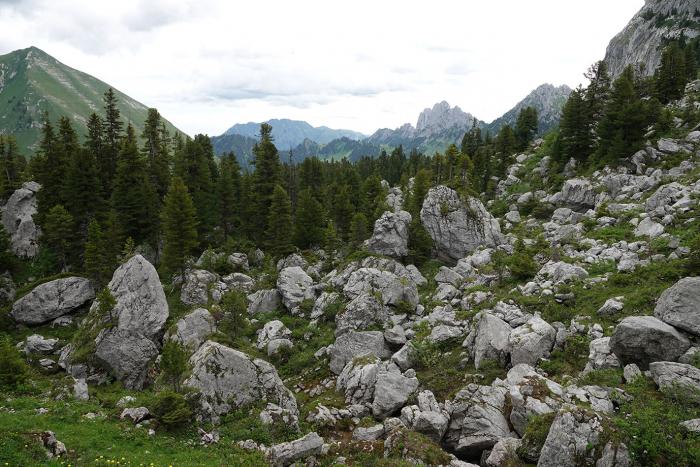 Forêt du Lapé