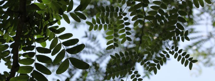 Gleditsia caspica, Talysh, Azerbaijan