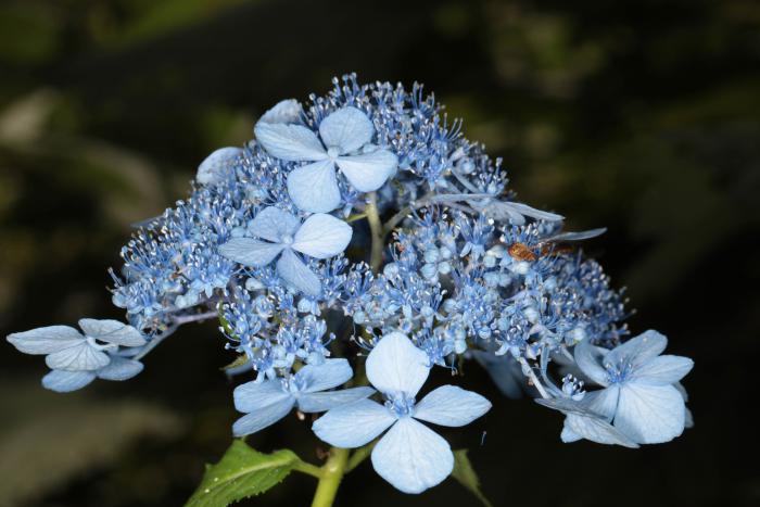 Hydrangea serrata, Jeju Island, South Korea