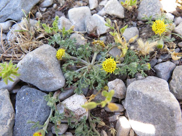 Anthemis rigida subsp. rigida, an annual species growing in several plots Anthemis rigida subsp rigida, an annual species growing in several plots