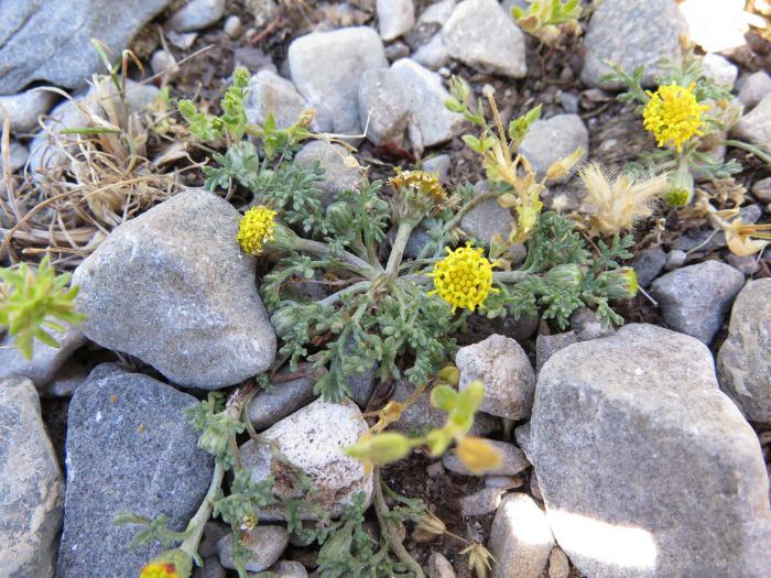 Anthemis rigida subsp rigida, an annual species growing in several plots