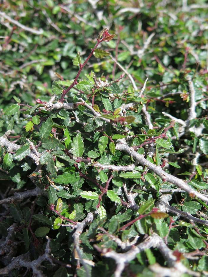 Outside the fenced plots, browsed shoots are usually less than 10 cm long