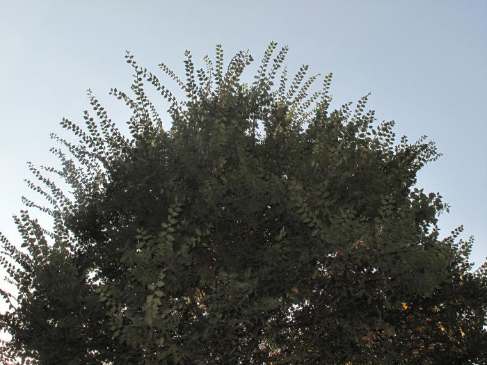In better climatic conditions Zelkova sicula develops a tree habit (tree planted in a private garden in Buccheri)