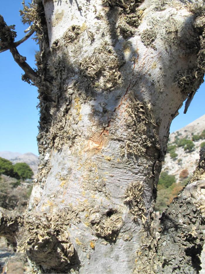 Lichens growing on a Zelkova abelicea tree Lichens growing on a Zelkova abelicea tree