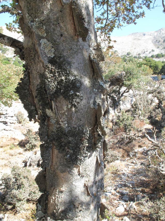 Several lichen species growing on the bark of a Zelkova abelicea tree