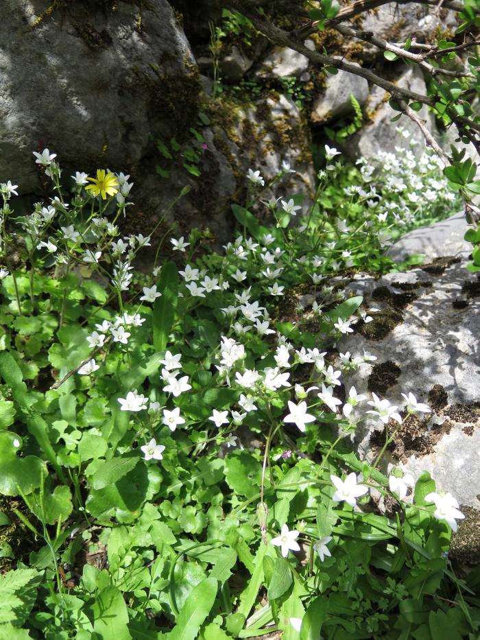 Saxifraga rotundifolia subsp. chrysosplenifolium, a bisannual plant recorded inside the fenced plots Saxifraga rotundifolia subsp. chrysosplenifolium, a bisannual plant recorded inside the fenced plots