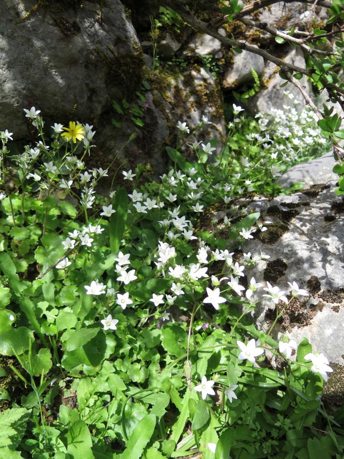 Saxifraga rotundifolia subsp. chrysosplenifolium, a bisannual plant recorded inside the fenced plots