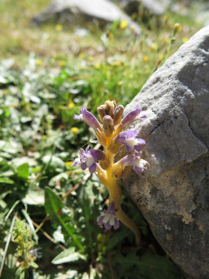 Phelipanche nana, a parasitic species Phelipanche nana, a parasitic species