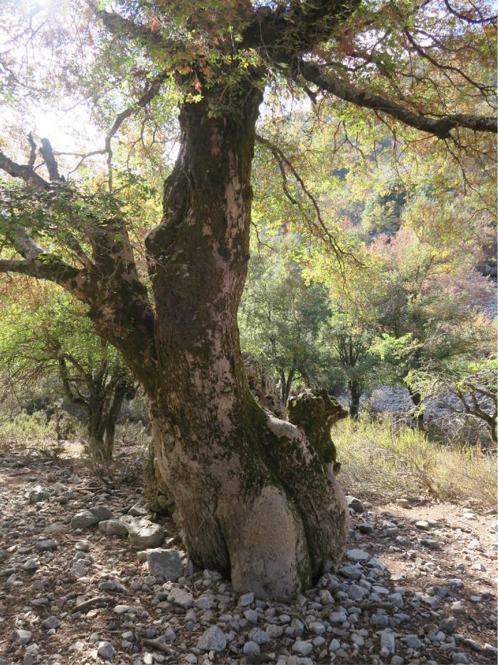 Zelkova abelicea individual covered in moss