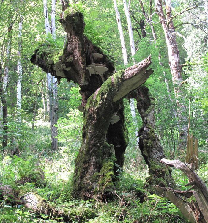 Old Acer pseudoplatanus