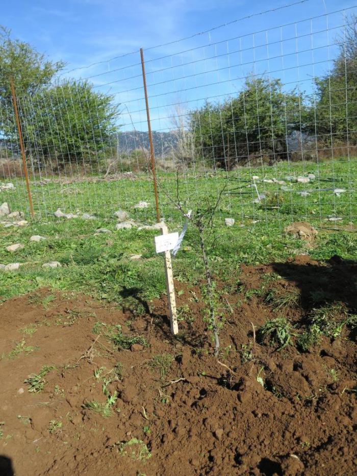 Young tree right after being planted