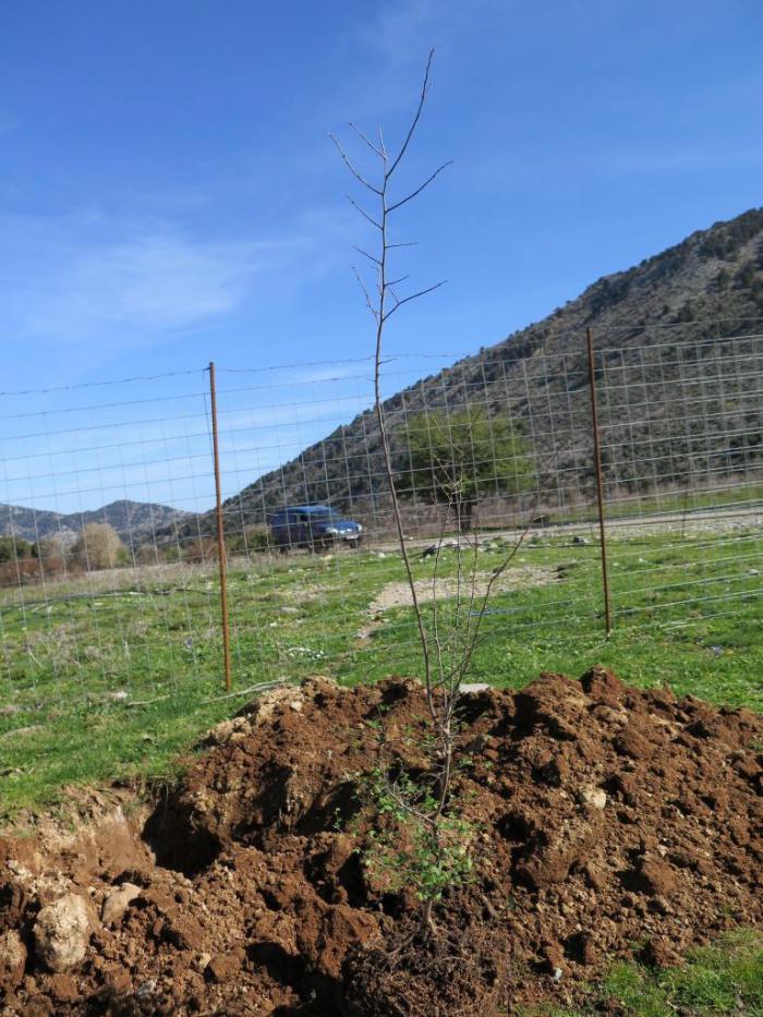 Young Z. abelicea tree waiting to be planted