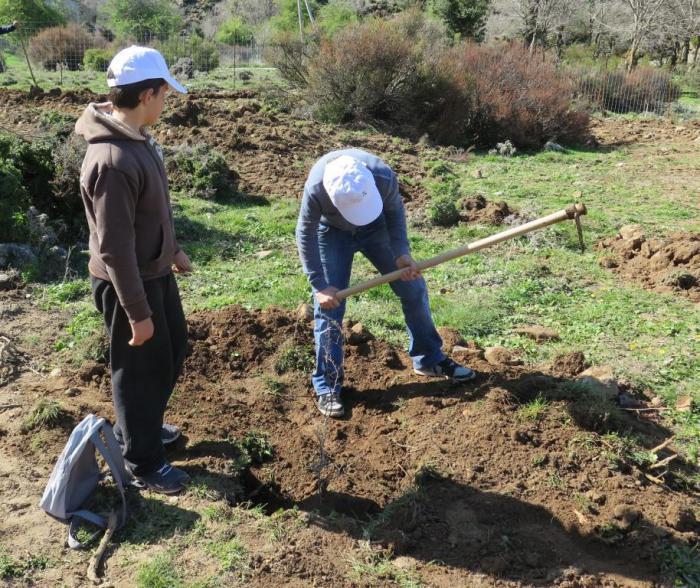 Pupils planting their Zelkova tree