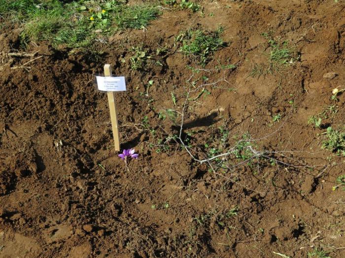 A bit of decoration at the foot of a newly planted tree