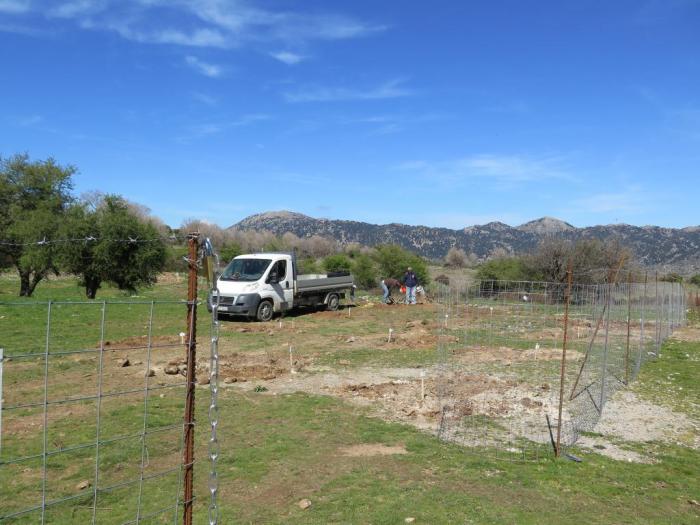 Irrigating the trees after the planting event