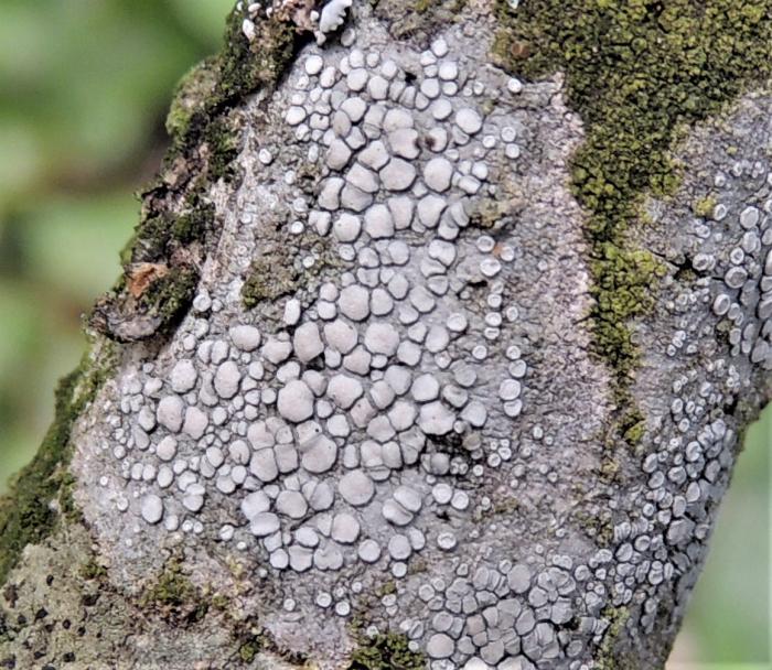 Several species of lichens growing on a Zelkova abelicea tree (Lecanora carpinea)