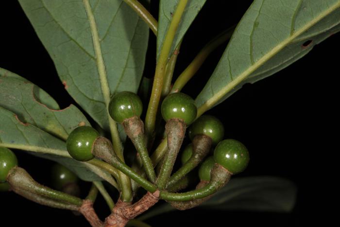 Lindera erythrocarpa, Jeju Island, South Korea