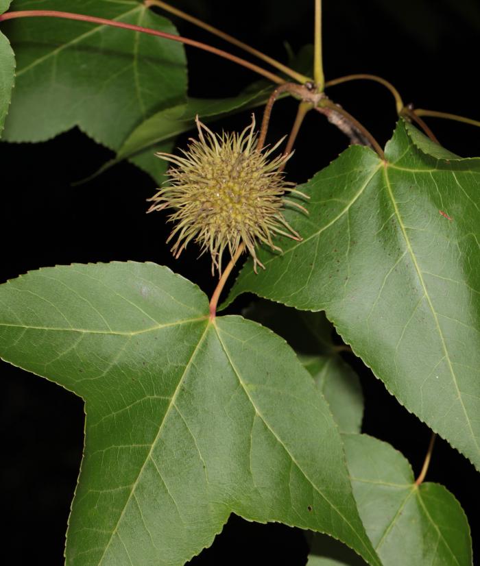 Liquidambar formosana, Xianmu Shan, China