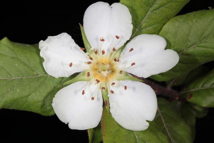 Mespilus germanica, Talysh, Azerbaijan