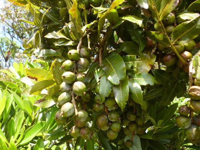 Fruits of Alfaroa williamsii (pictures: Erick Viquez) in Juan Castro Blanco NP